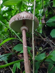 Macrolepiota