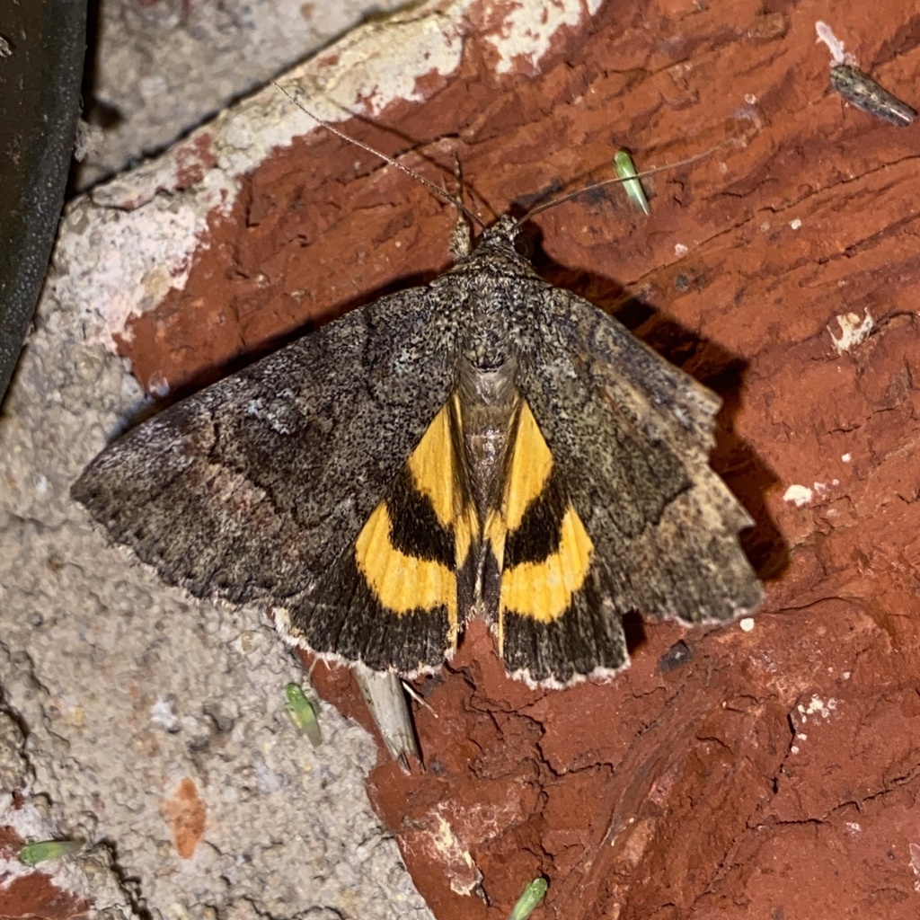 Similar Underwing from Sunset Dr, Norman, OK, US on June 11, 2021 at 10 ...