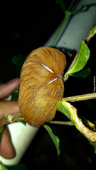 Megalopyge braulio