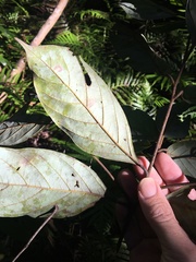 Cryptocarya onoprienkoana