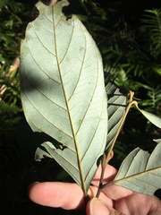 Cryptocarya onoprienkoana