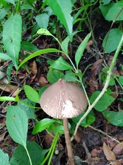 Macrolepiota