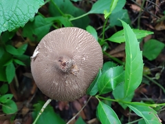 Macrolepiota