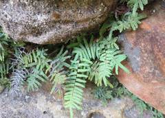Gleichenia polypodioides