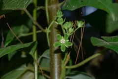 Gonolobus stenosepalus