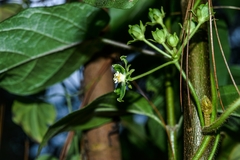 Gonolobus stenosepalus