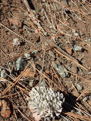 Eriogonum saxatile