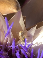 Terellia fuscicornis