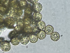 Cribraria rufa