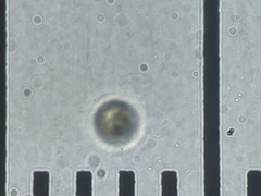 Cribraria rufa