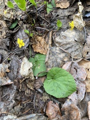 Viola orbiculata