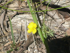 Oxalis thompsoniae