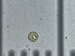 Cribraria rufa