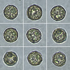 Cribraria rufa