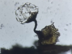 Cribraria rufa