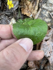 Viola orbiculata