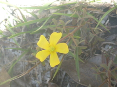 Oxalis thompsoniae