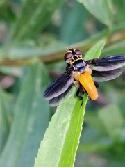 Trichopoda elongata