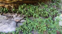 Gleichenia polypodioides