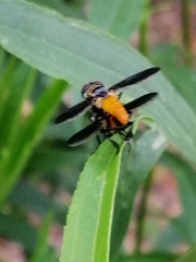Trichopoda elongata