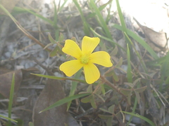 Oxalis thompsoniae