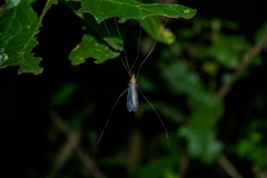 Tipuloidea