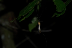 Tipuloidea