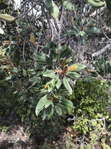 Planchonella spathulata observed 2021-06-11