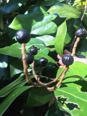 Cryptocarya hypospodia