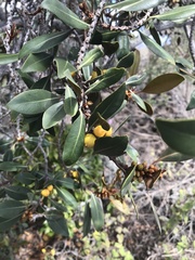 Planchonella spathulata