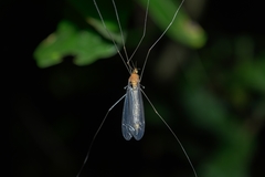 Tipuloidea