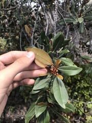 Planchonella spathulata
