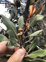 Planchonella spathulata