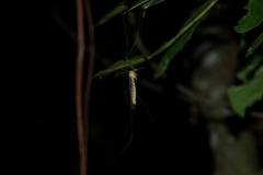 Tipuloidea