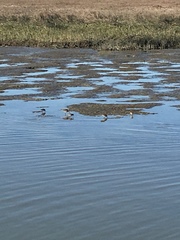 Calidris alpina