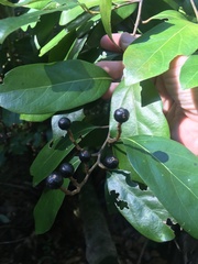 Cryptocarya hypospodia