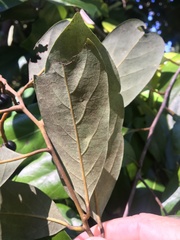 Cryptocarya hypospodia