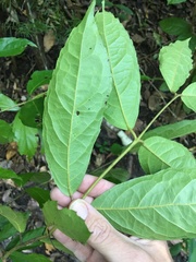 Steganthera laxiflora