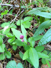 Rhinotropis californica