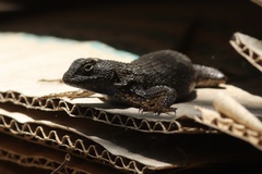 Sceloporus occidentalis