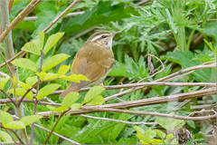 Phylloscopus tenellipes