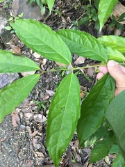 Steganthera laxiflora