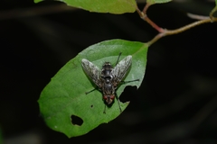 Tachinidae