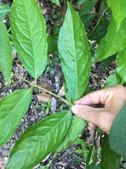 Steganthera laxiflora