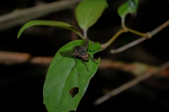 Tachinidae