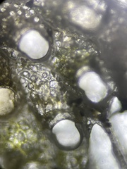 Cryptosula pallasiana