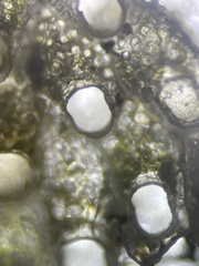 Cryptosula pallasiana