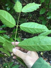 Steganthera laxiflora