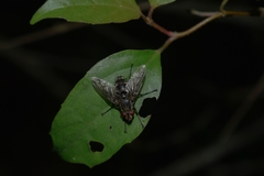 Tachinidae