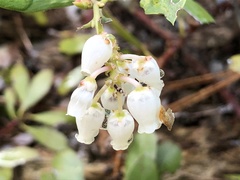 Arctostaphylos nevadensis